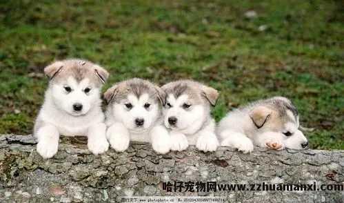 狗狗满虫传染吗（狗狗满虫是怎样来的）