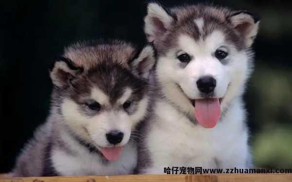 回家过年怎么带狗狗（过年如何把狗带回家）
