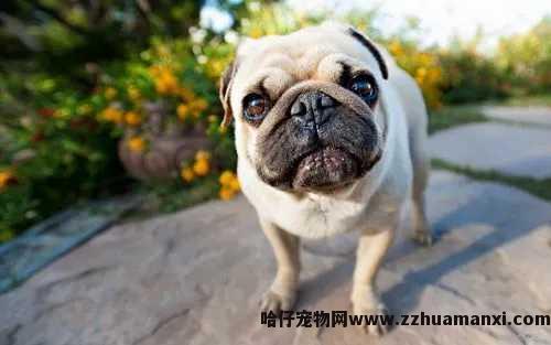 怎样能(néng)让狗狗坐(zuò)高铁（狗狗怎样才能(néng)坐(zuò)高铁）