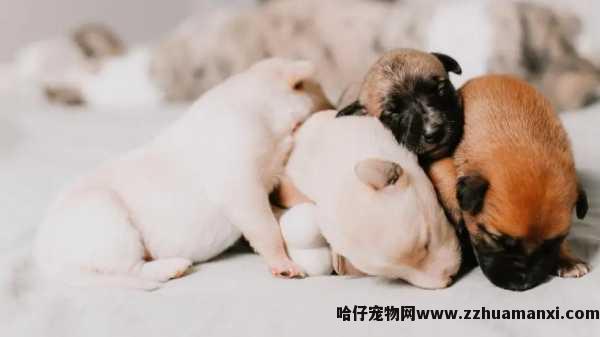 狗狗黑夜能(néng)看见吗(狗黑夜看得见吗)