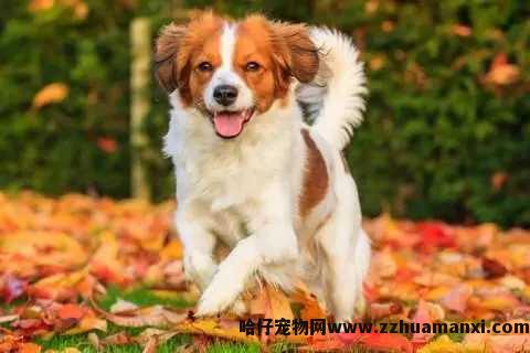 狗狗能(néng)吃大活络丸(狗狗能(néng)吃大活络丸嘛)