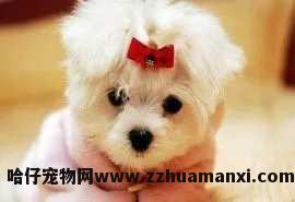 怎么教狗狗大小(xiǎo)便（怎么教狗狗大小(xiǎo)便叫人）