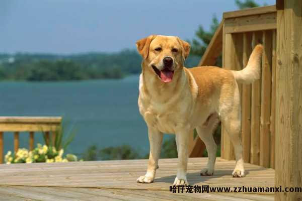 狗狗不喜欢小(xiǎo)孩（狗狗不喜欢小(xiǎo)孩怎么回事）