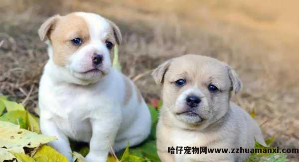 泰迪狗狗髌骨移位(泰迪狗狗髌骨移位还能(néng)遛吗)