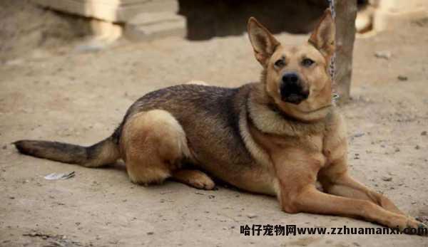 狗狗发烧有(yǒu)蛔虫（狗狗感染蛔虫的症状）