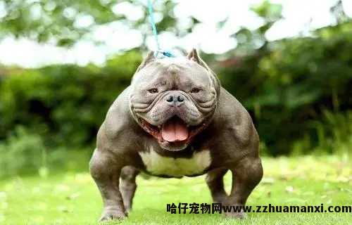狗狗肺部正常b超片（狗狗肺部ct）