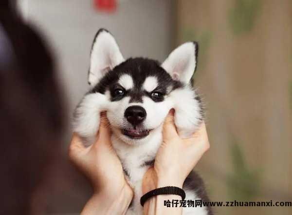 長(cháng)春宠物(wù)店(diàn)卖狗狗狗（長(cháng)春宠物(wù)店(diàn)卖狗狗狗電(diàn)话）