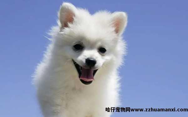 狗狗不敢扒怎么回事（狗狗不敢扒怎么回事儿）