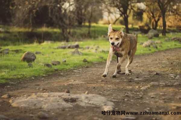 狗狗伤口一直挠(狗狗伤口一直挠怎么办)