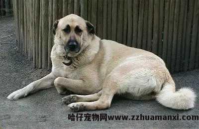 狗狗晕車(chē)会死吗（狗会晕車(chē)吗?）