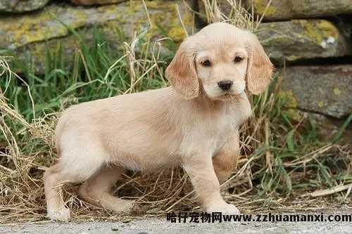 為(wèi)何狗狗总是舔爪(為(wèi)何狗狗总是舔爪子的毛)