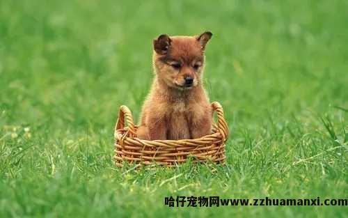 狗狗一天喂多(duō)少水（狗狗一天要喂多(duō)少水）
