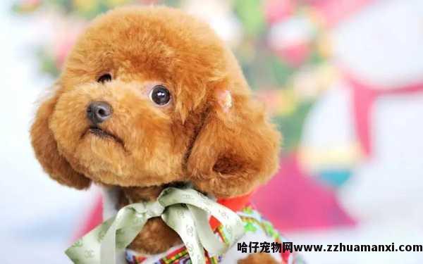 狗狗割掉子宫多(duō)少钱（小(xiǎo)狗子宫脱落动手术多(duō)少钱）