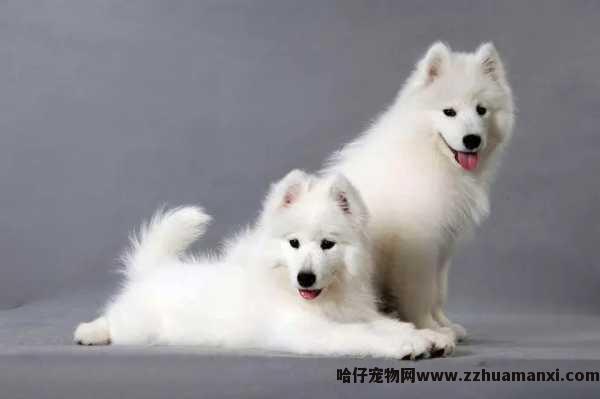 狗狗不发情能(néng)不能(néng)配(狗狗不发情能(néng)不能(néng)配种呢(ne))