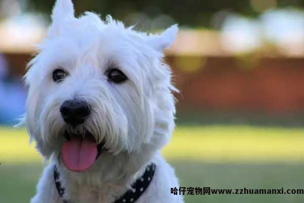 國(guó)外狗狗影响怀孕么(在國(guó)外孕妇怀孕养狗吗)