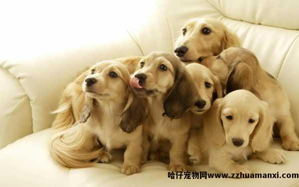 狗狗细小(xiǎo)免疫球蛋白(狗狗细小(xiǎo)用(yòng)打球蛋白吗)