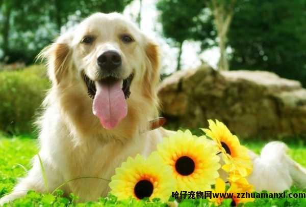 怎么给狗狗洗嘴巴(怎么给狗狗冲洗口腔)