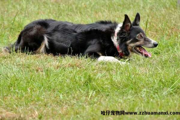 狗狗每天吃几顿（成年狗狗每天吃几顿）