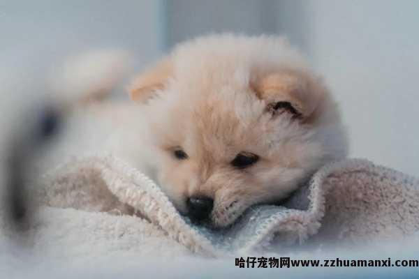狗狗打架咬伤肿大（狗咬伤红肿是怎么回事）