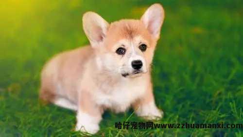 狗狗应激反应吃什么(狗狗应激反应吃什么药)