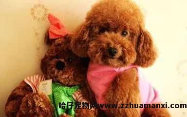 病后狗狗晚上吧唧嘴(狗狗晚上吞口水吧唧嘴)