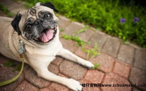 白色狗狗叫什么名字（白色狗狗叫什么名字洋气）