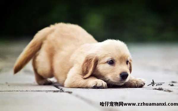 狗狗突然肚子瘪掉了(狗狗肚子瘪下去,并且看起来没精神是什么问题)