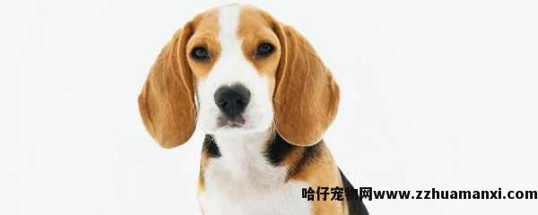 纪念逝去的狗狗(纪念逝去的狗狗诗歌)