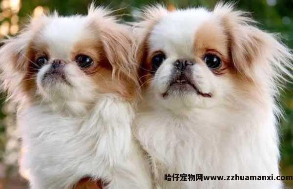 狗狗每天吃几顿（成年狗狗每天吃几顿）