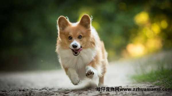 怎么给狗狗洗嘴巴（怎么给狗狗冲洗口腔）