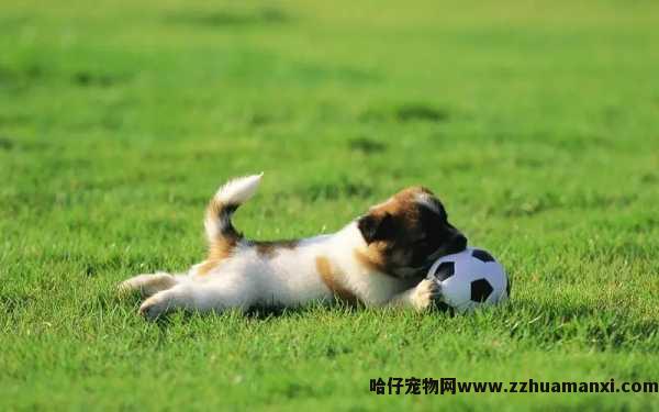 狗狗的阴道在哪
