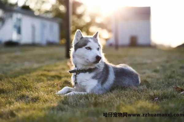 狗狗的阴道在哪
