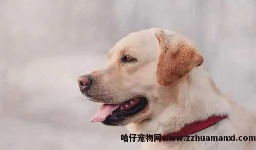 狗狗的阴道在哪
