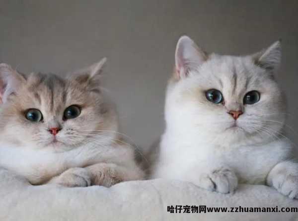 小(xiǎo)猫咪身上有(yǒu)臭味(小(xiǎo)猫咪身上有(yǒu)点臭)