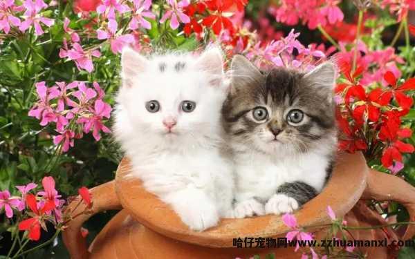 猫咪不清理(lǐ)自己了（猫咪不自己清理(lǐ)自己）